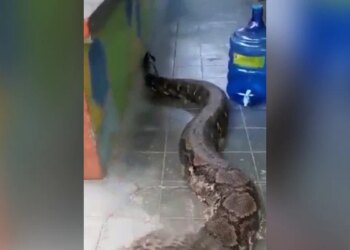 घर में अचानक आ गया 'अजगर', इस विशालकाय सांप क वीडियो देख कांप उठेगी रूह