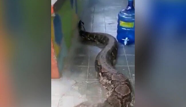 घर में अचानक आ गया 'अजगर', इस विशालकाय सांप क वीडियो देख कांप उठेगी रूह