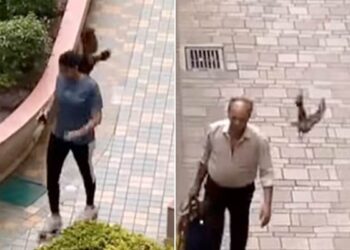 Watch: Video Of Angry Crow Hitting People Walking Around The Garden