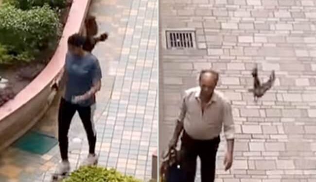 Watch: Video Of Angry Crow Hitting People Walking Around The Garden