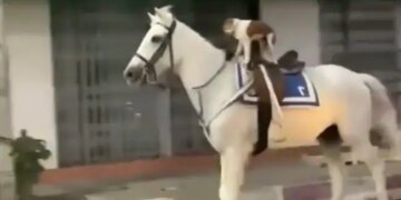 Dog Riding A Horse Video Goes Viral On Internet People Remember Painting Of Majnu Bhai See Funny Video