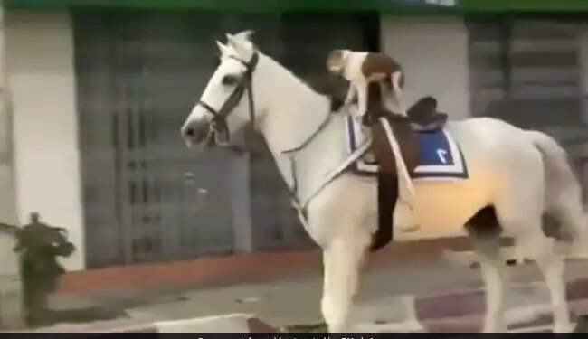 Dog Riding A Horse Video Goes Viral On Internet People Remember Painting Of Majnu Bhai See Funny Video