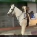 Dog Riding A Horse Video Goes Viral On Internet People Remember Painting Of Majnu Bhai See Funny Video