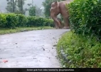 Elephant Protects Baby From Heavy Rain In Tamil Nadu Forest Internet Gets Emotional See Viral Video – बारिश में भीग रहे अपने बच्चे को बचाता नज़र आया हाथी, लोग बोले