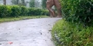 Elephant Protects Baby From Heavy Rain In Tamil Nadu Forest Internet Gets Emotional See Viral Video – बारिश में भीग रहे अपने बच्चे को बचाता नज़र आया हाथी, लोग बोले