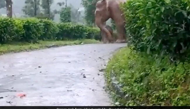 Elephant Protects Baby From Heavy Rain In Tamil Nadu Forest Internet Gets Emotional See Viral Video – बारिश में भीग रहे अपने बच्चे को बचाता नज़र आया हाथी, लोग बोले