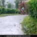 Elephant Protects Baby From Heavy Rain In Tamil Nadu Forest Internet Gets Emotional See Viral Video – बारिश में भीग रहे अपने बच्चे को बचाता नज़र आया हाथी, लोग बोले