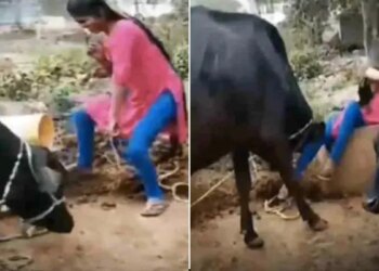 Viral Video Of Girl Started Dancing By Giving Fodder To Buffaloes | Girl Started Dancing In Front Of Buffalo