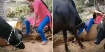 Viral Video Of Girl Started Dancing By Giving Fodder To Buffaloes | Girl Started Dancing In Front Of Buffalo