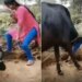 Viral Video Of Girl Started Dancing By Giving Fodder To Buffaloes | Girl Started Dancing In Front Of Buffalo