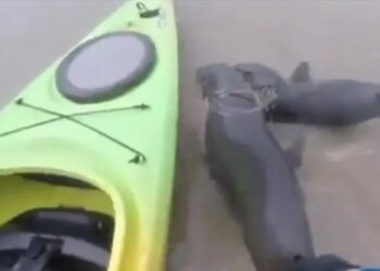 Viral Video Of 2 Seal Animal Stuck In Garbage Near Sea