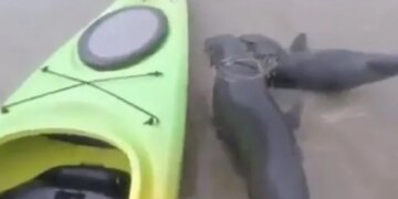 Viral Video Of 2 Seal Animal Stuck In Garbage Near Sea