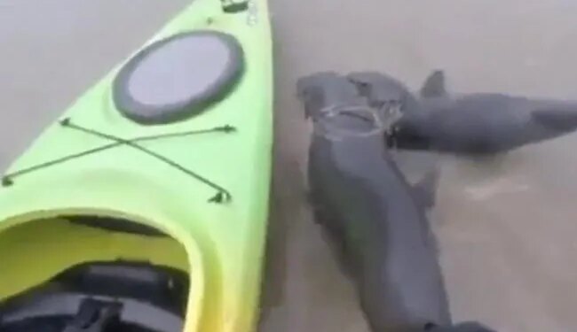 Viral Video Of 2 Seal Animal Stuck In Garbage Near Sea