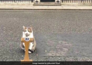 Importance Of A Cat In British Politics, Three Prime Ministers Quit The Famous 10 Downing Street But Larry, The Cat, Is Still There.