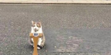 Importance Of A Cat In British Politics, Three Prime Ministers Quit The Famous 10 Downing Street But Larry, The Cat, Is Still There.