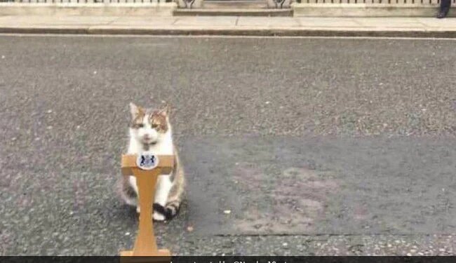 Importance Of A Cat In British Politics, Three Prime Ministers Quit The Famous 10 Downing Street But Larry, The Cat, Is Still There.