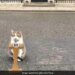 Importance Of A Cat In British Politics, Three Prime Ministers Quit The Famous 10 Downing Street But Larry, The Cat, Is Still There.