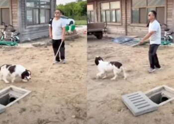 Cant See With Eyes, The Person Was About To Fall In The Pit, Then The Dog Lay Down And Saved His Life, Viral Video