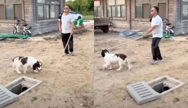 Cant See With Eyes, The Person Was About To Fall In The Pit, Then The Dog Lay Down And Saved His Life, Viral Video