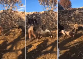 Viral Video Today: Sheep Attack Girl After Teased Watch Video