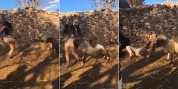 Viral Video Today: Sheep Attack Girl After Teased Watch Video