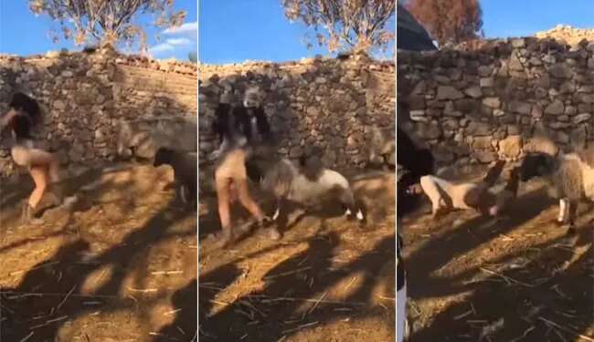 Viral Video Today: Sheep Attack Girl After Teased Watch Video