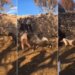 Viral Video Today: Sheep Attack Girl After Teased Watch Video