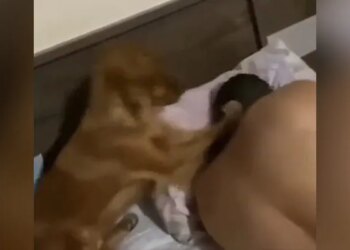 ऐसे कौन नींद से जगाता है भाई! मालिक को इस तरह मार-मार कर उठा रहा ये कुत्ता, इसे देख नहीं रुकेगी आपकी हंसी