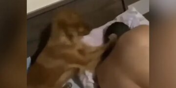 ऐसे कौन नींद से जगाता है भाई! मालिक को इस तरह मार-मार कर उठा रहा ये कुत्ता, इसे देख नहीं रुकेगी आपकी हंसी