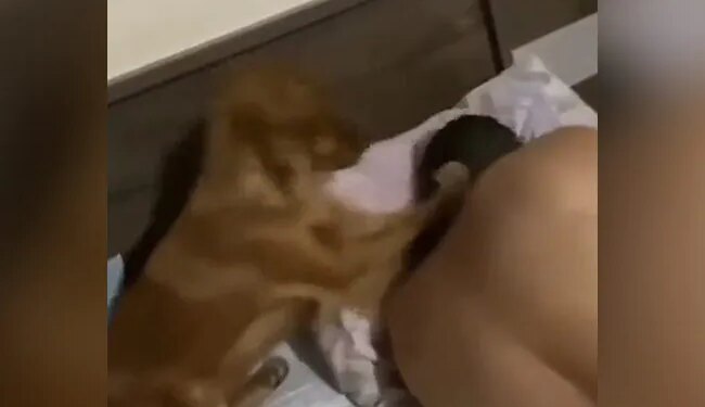 ऐसे कौन नींद से जगाता है भाई! मालिक को इस तरह मार-मार कर उठा रहा ये कुत्ता, इसे देख नहीं रुकेगी आपकी हंसी