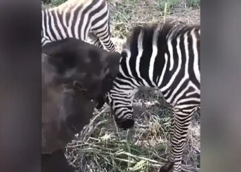 Baby Elephant Seen Having Fun With Zebra, Video Going Viral – जेब्रा के साथ गले मिल कर खेल रहा है हाथी का बच्चा, दोनों का प्यार देखकर कहेंगे