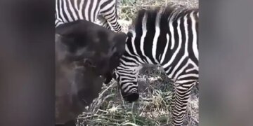 Baby Elephant Seen Having Fun With Zebra, Video Going Viral – जेब्रा के साथ गले मिल कर खेल रहा है हाथी का बच्चा, दोनों का प्यार देखकर कहेंगे