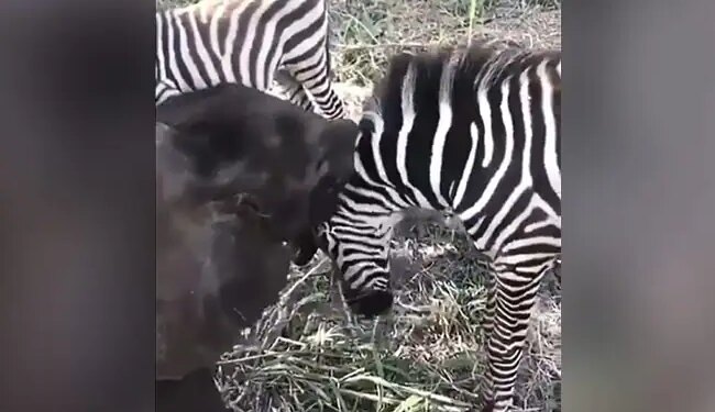 Baby Elephant Seen Having Fun With Zebra, Video Going Viral – जेब्रा के साथ गले मिल कर खेल रहा है हाथी का बच्चा, दोनों का प्यार देखकर कहेंगे