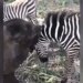 Baby Elephant Seen Having Fun With Zebra, Video Going Viral – जेब्रा के साथ गले मिल कर खेल रहा है हाथी का बच्चा, दोनों का प्यार देखकर कहेंगे
