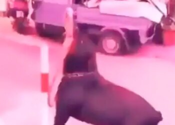 कुत्तों को बंधा हुआ देख खुद को शेर समझ रहा था शख्स, फिर हुआ कुछ ऐसा