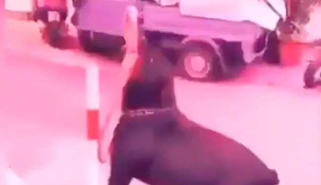 कुत्तों को बंधा हुआ देख खुद को शेर समझ रहा था शख्स, फिर हुआ कुछ ऐसा