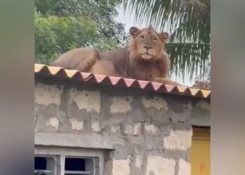 The King Of The Jungle Is Admiring His Kingdom By Climbing On The Roof Of The House, The Video Will Surprise