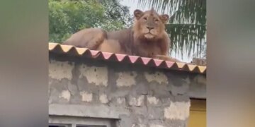 The King Of The Jungle Is Admiring His Kingdom By Climbing On The Roof Of The House, The Video Will Surprise