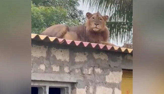 The King Of The Jungle Is Admiring His Kingdom By Climbing On The Roof Of The House, The Video Will Surprise