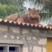 The King Of The Jungle Is Admiring His Kingdom By Climbing On The Roof Of The House, The Video Will Surprise