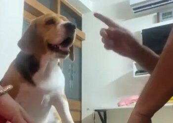 Viral Video: See This Pet Dog Reaction When He Was Ousted In The First Round Of A Folk Game