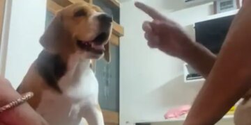 Viral Video: See This Pet Dog Reaction When He Was Ousted In The First Round Of A Folk Game