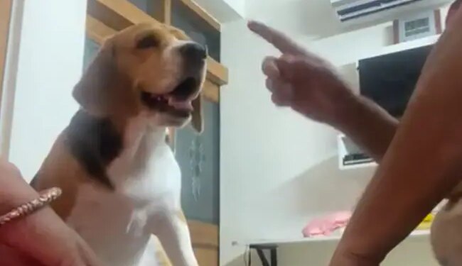 Viral Video: See This Pet Dog Reaction When He Was Ousted In The First Round Of A Folk Game