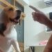 Viral Video: See This Pet Dog Reaction When He Was Ousted In The First Round Of A Folk Game