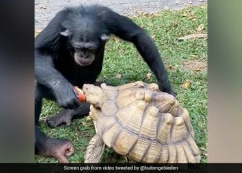 Chimpanzee Shares Apple With Tortoise Internet Overwhelmed Watch Viral Video