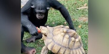 Chimpanzee Shares Apple With Tortoise Internet Overwhelmed Watch Viral Video