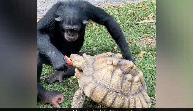 Chimpanzee Shares Apple With Tortoise Internet Overwhelmed Watch Viral Video