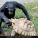 Chimpanzee Shares Apple With Tortoise Internet Overwhelmed Watch Viral Video