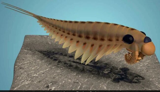 50 करोड़ साल पुराने तीन आंखों वाले इस जीव की सच्चाई जान कर दंग हो जाएंगे, समुद्र का राजा था कभी