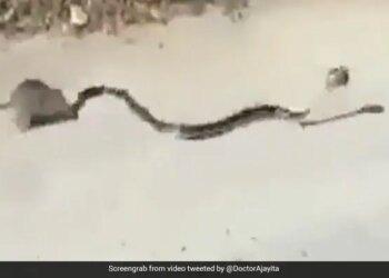 The Black Snake Was Running After Pressing The Rats Child In The Mouth, The Mother Rescued Her Child After Fighting The Snake